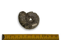 F 02154
<br/>
<br/>
<em></em>